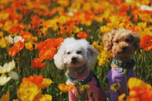 犬のトレーニング,しつけ,飼い方: