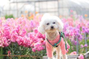 犬のトレーニング,しつけ,飼い方: