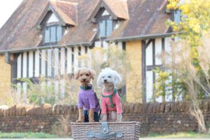 犬のトレーニング,しつけ,飼い方: