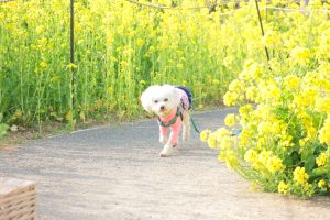 犬のトレーニング,しつけ,飼い方: