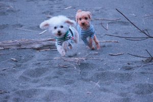 犬のトレーニング,しつけ,飼い方: