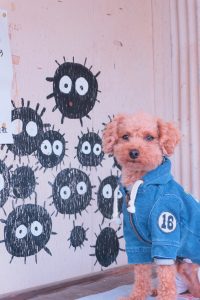 犬のトレーニング,しつけ,飼い方: