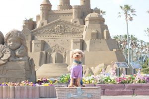 犬のトレーニング,しつけ,飼い方: