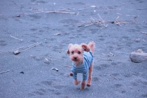 犬のトレーニング,しつけ,飼い方: