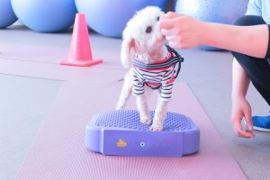 犬のトレーニング,しつけ,飼い方: