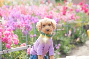 犬のトレーニング,しつけ,飼い方: