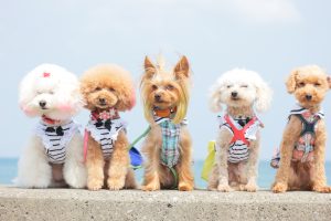 犬のトレーニング,しつけ,飼い方: