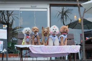 犬のトレーニング,しつけ,飼い方:
