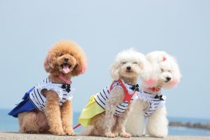 犬のトレーニング,しつけ,飼い方: