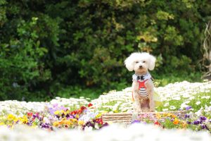 犬のトレーニング,しつけ,飼い方: