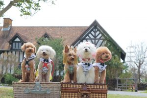 犬のトレーニング,しつけ,飼い方: