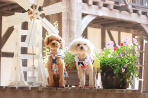 犬のトレーニング,しつけ,飼い方: