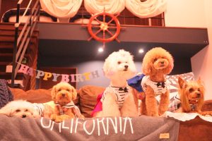 犬のトレーニング,しつけ,飼い方: