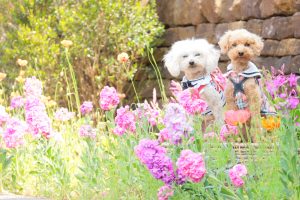 犬のトレーニング,しつけ,飼い方: