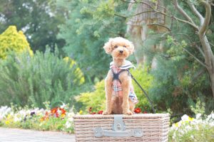 犬のトレーニング,しつけ,飼い方:
